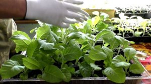 Как закалять рассаду табака перед высадкой в открытый грунт.