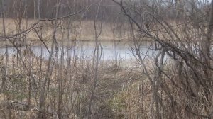 СГОРЕВШИЕ НАХОДКИ У СТАРОГО КОЛОДЦА НАШЛИ СЕРЕБРЯНЫЕ МОНЕТЫ ЦАРСКОЙ РОССИИ /КОП ПО СТАРИНЕ!