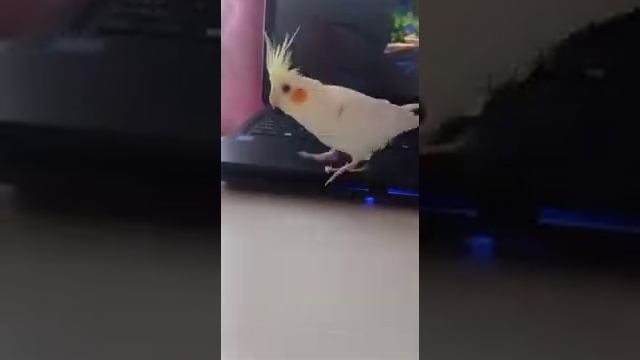 Яша и ноутбук (2 часть). смотреть онлайн