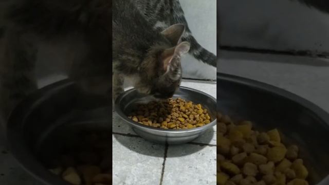 Сколько должна есть кошка? #кошки #кот #видеокотики #животные, #вода, #корм, #кормдлякошки, #котено