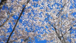 для крепкого здорового ночного сна тайский гипноз