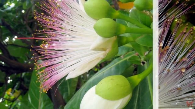 Баррингтония азиатская (Sea Poison Tree) смотреть онлайн