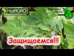 ЗАЩИТА ПЕРЦА и ВСЕХ РАСТЕНИЙ от ТЛЕЙ и КЛЕЩЕЙ, ДВУХВОСТОК и СЛИЗНЕЙ. ОДНИМ УДАРОМ по ВСЕМ НАПАСТЯМ!