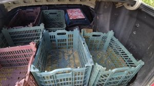 ЧТО ВЫГОДНЕЕ ВЫРАЩИВАТЬ В ТЕПЛИЦЕ В 2022 ГОДУ ???!