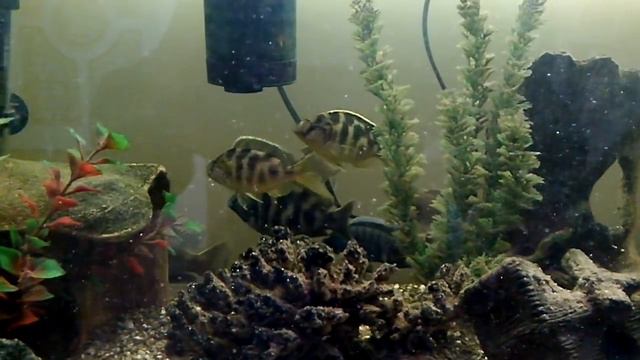 Аквариумные рыбки.  Цихлиды. Aquarium fish. Cichlids. смотреть онлайн
