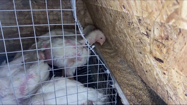 Клетка для бройлеров своими руками смотреть онлайн