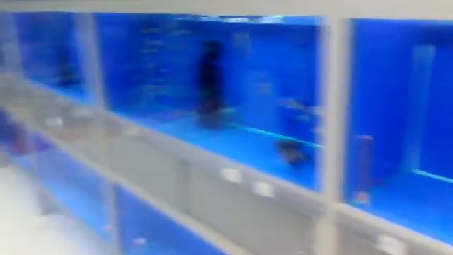 Обзор на зоомагазин "Лемурр" смотреть онлайн