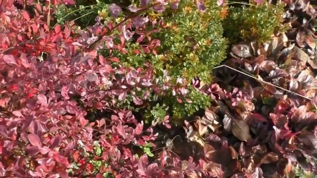 Яркий сад до самых заморозков - реально! Разноцветный барбарис тунберга в моем саду осенью. смотреть онлайн