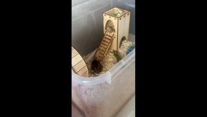 Джунгарский хомячок : Роды.