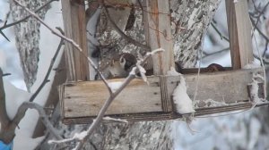 Птицы зимой Чем кормить птиц зимой