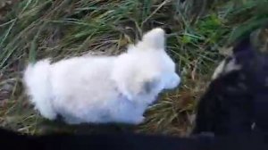 Мангалица,Свободный выпас