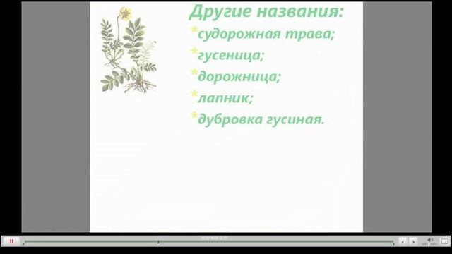 Лапчатка гусиная Лечебные свойства