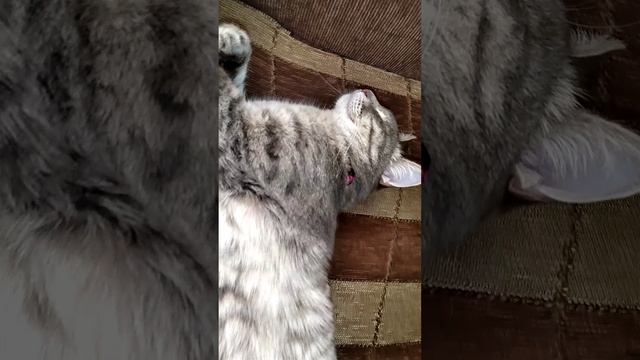 Домашние животные