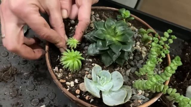 Зимний сад из подыхантусов (Часть 1) Обрезка цитрусов, эсхинантусы, фиалки, бегонии, пересадки смотреть онлайн