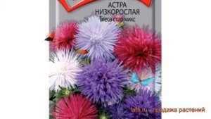 Астра низкорослая Тиеса стар микс ? обзор: как сажать, семена астры Тиеса стар микс