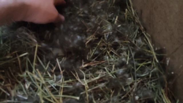 Пора гнездования у подсадных уток