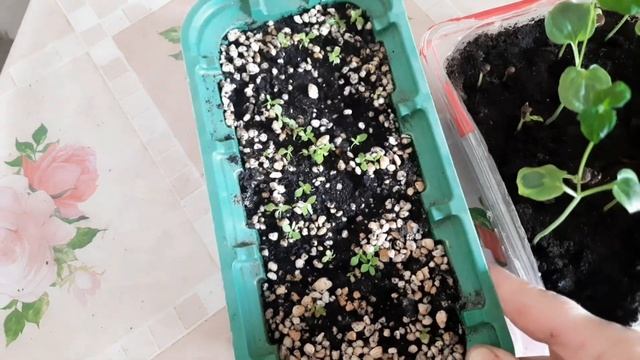 УРА! ТУНБЕРГИЯ ВЗОШЛА! ПИКИРУЮ ТУНБЕРГИЮ И ПРИМУЛУ УШКОВУЮ!