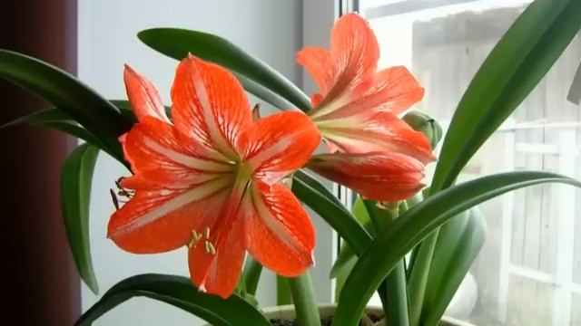 Какие цветы нельзя держать дома - Какие цветы опасны для человека?