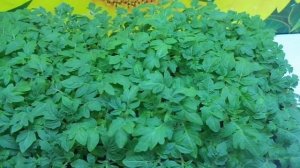 МОИ ЛЮБИМЫЕ "ТОЛСТОНОГИЕ" ТОМАТЫ! Ольга Чернова.