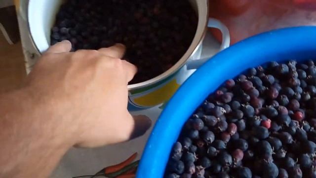 Результат сбора ягоды ,,ЯРГА,, ! смотреть онлайн