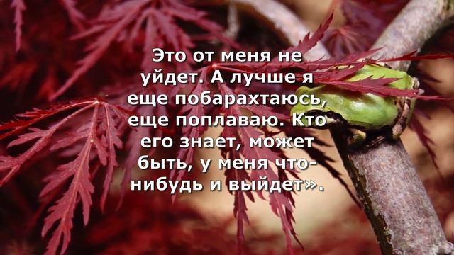 Притча о мотивации: Две лягушки в кувшине. смотреть онлайн