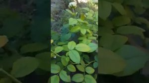 роза Веддинг Пиано