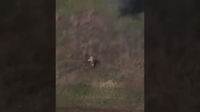 Чудесное спасение: нашего воина накрывает шквал шрапнели, вспахивая землю вокруг него
Все осколки