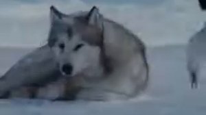 Красивый клип про волков.flv