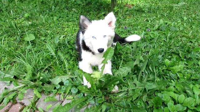 2 девочки от Якутской лайки Оханы