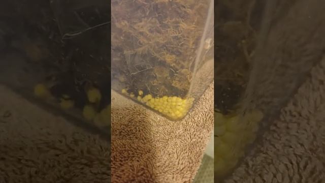 Снова кладка.#улитки #ахатины #улиткиахатины#улиткаахатины #африканскаяулитка смотреть онлайн