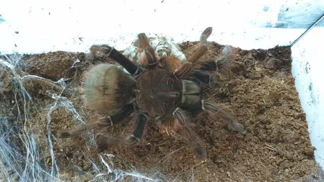 Терафоза апофизис разведение (Theraphosa apophysis breeding)