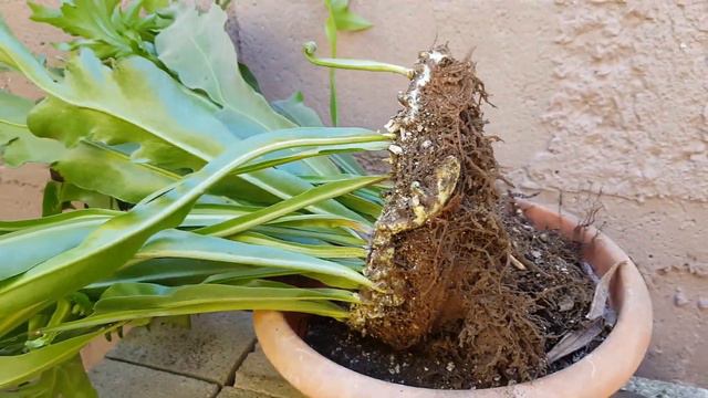 Helecho Polypodium Polycarpon, helecho cristal o lechuga REPRODUCCION - Polypodium Polycarpon fern смотреть онлайн