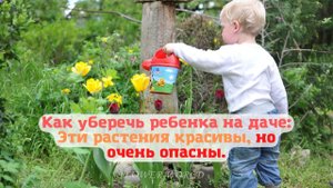 Как уберечь ребенка на даче: Эти растения красивы, но очень опасны. ?