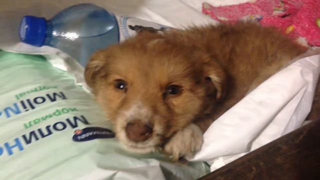 Отек легких на фоне вольерки после перенесенного энтерита смотреть онлайн