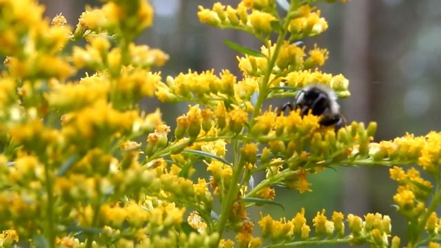 Красота на даче и грибы в лесу смотреть онлайн