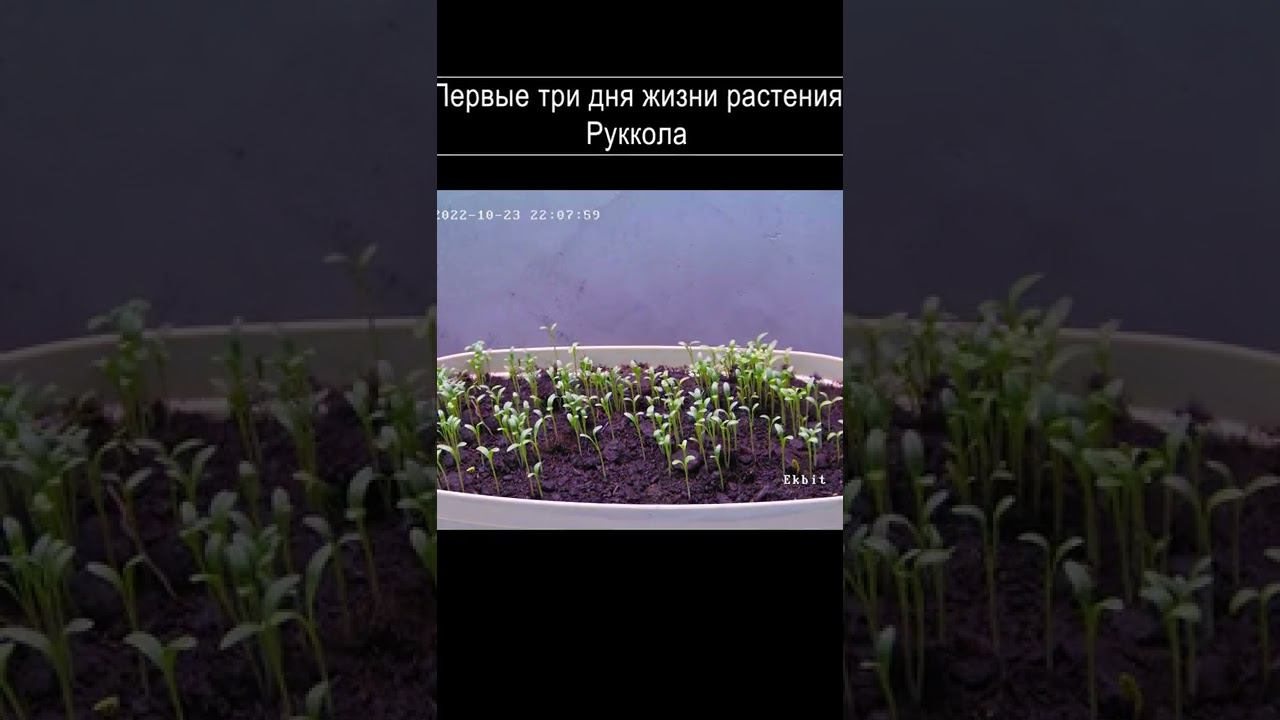 Таймлапс: Первые три дня жизни растения. Руккола