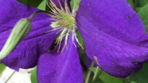 Clematite Gipsy Queen 'Clematis jackmanii Superba' les fleurs satinées.