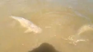 полданиловка  Астрахань 2020