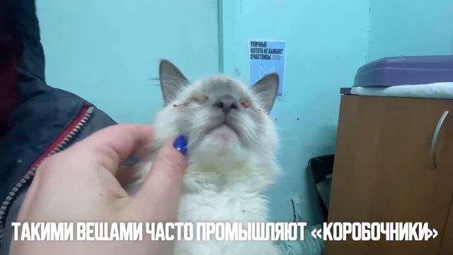Брошенные котята - калинки смотреть онлайн