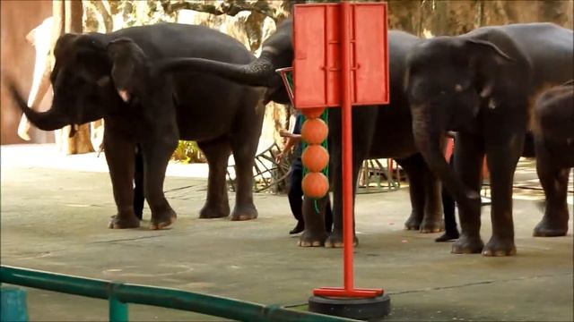Шоу слонов Тигровый зоопарк Сирача / Siracha Tiger Zoo (Тайланд)