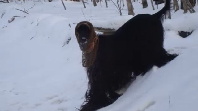 Зима, N. B. New Tryst! смотреть онлайн