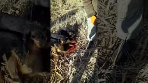 охота на барсука,норная охота,охота с ягдтерьером,осень 2015 часть 3