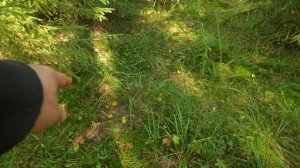 Грибная разведка 08 августа 2024. Выборгский район.