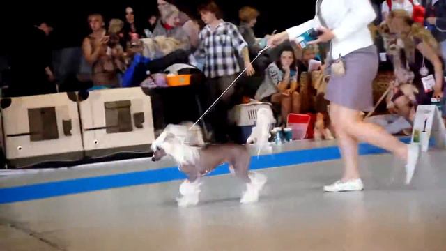 Питомник китайской хохлатой "Гранд Пассаж"/Chinese crested kennel "Grand Passage" смотреть онлайн