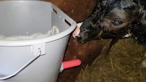 РОДИЛАСЬ ТЁЛОЧКА КАК КОРМИТЬ МОЛОЗИВОМ