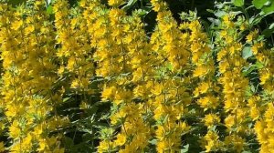 Ай, да вербейник...