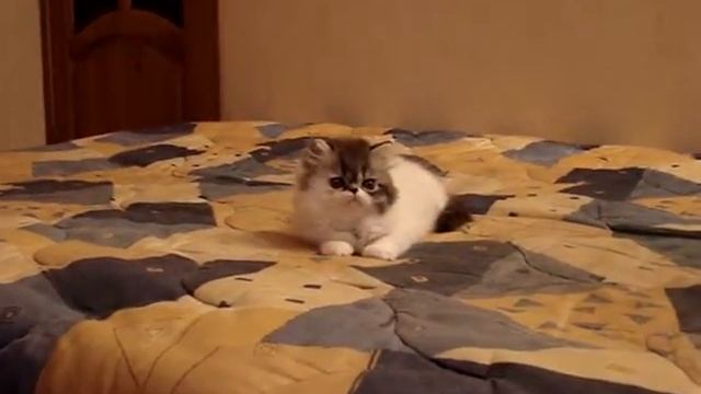 Копия видео Черно-белый котенок из питомника Boyars смотреть онлайн