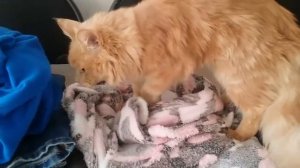 Мейн кун Персик 7 месяцев