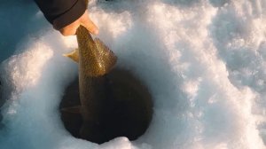 Ice Fishing for Shallow Water Walleye | The Canadian Angle