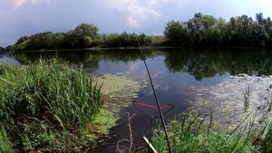 Ловля рыбца на фидер.  Река Дон. (LiveFishing)